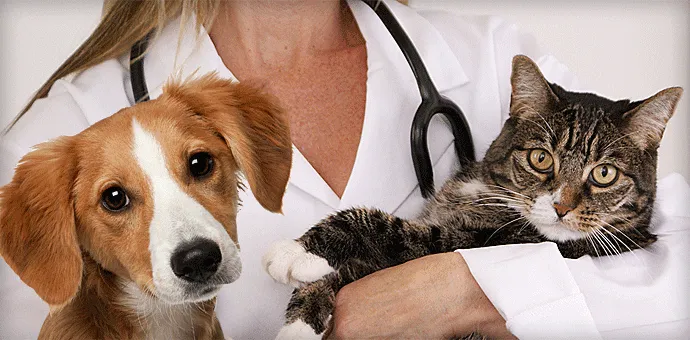Whiskers and Paws Veterinary Wellness Clinic Picture 1