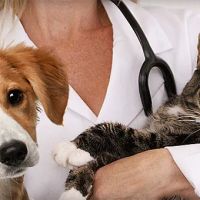 Whiskers and Paws Veterinary Wellness Clinic ico