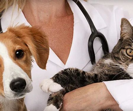 Whiskers and Paws Veterinary Wellness Clinic