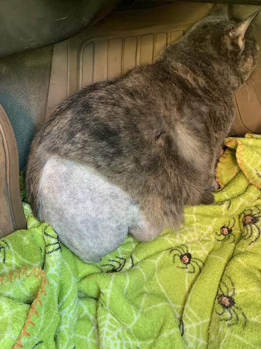 Whiskers and Paws Veterinary Wellness Clinic Picture 3
