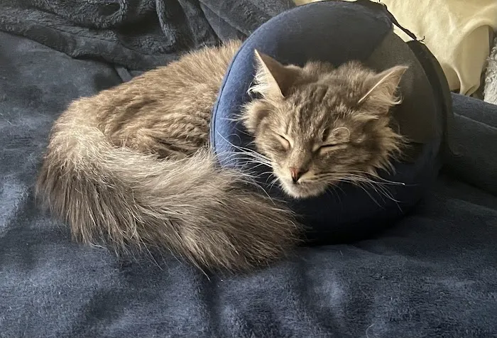 Cabarrus Spay & Neuter Clinic Picture 6
