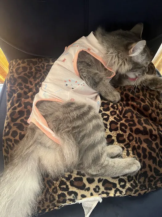 Cabarrus Spay & Neuter Clinic Picture 4