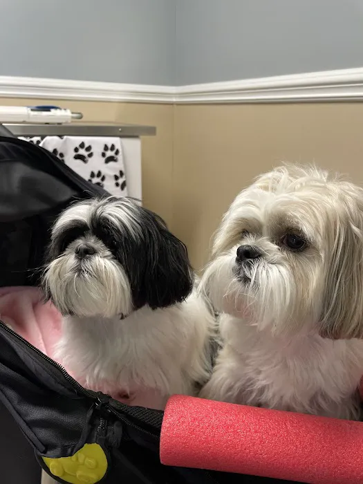 Foster Animal Hospital, P.A. Picture 5