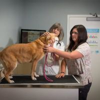 Foster Animal Hospital, P.A. ico