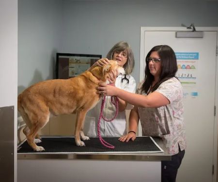 Foster Animal Hospital, P.A.