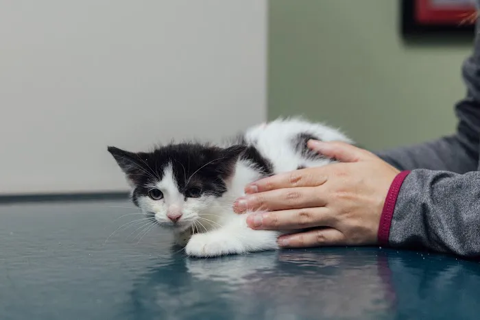 Animal Care Clinic of Concord Picture 1