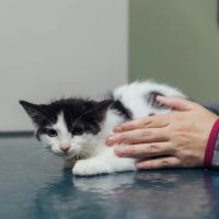 Animal Care Clinic of Concord ico