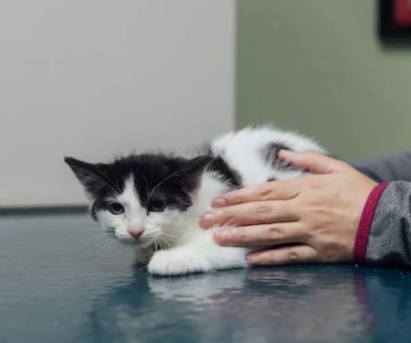 Animal Care Clinic of Concord