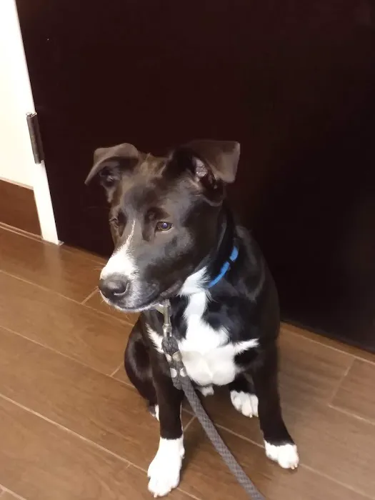 Animal Care Clinic of Concord Picture 4