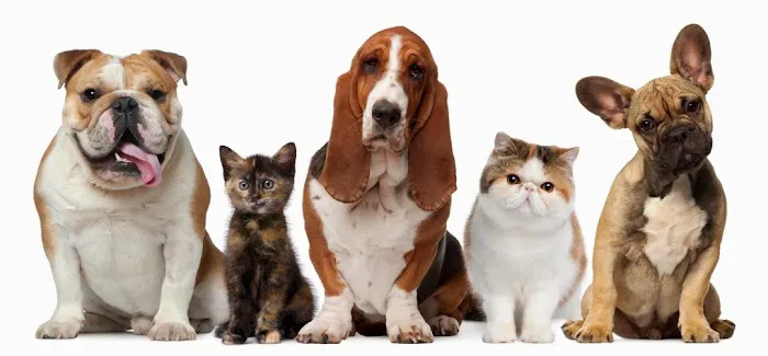 Concord Parkway Animal Hospital Picture 10