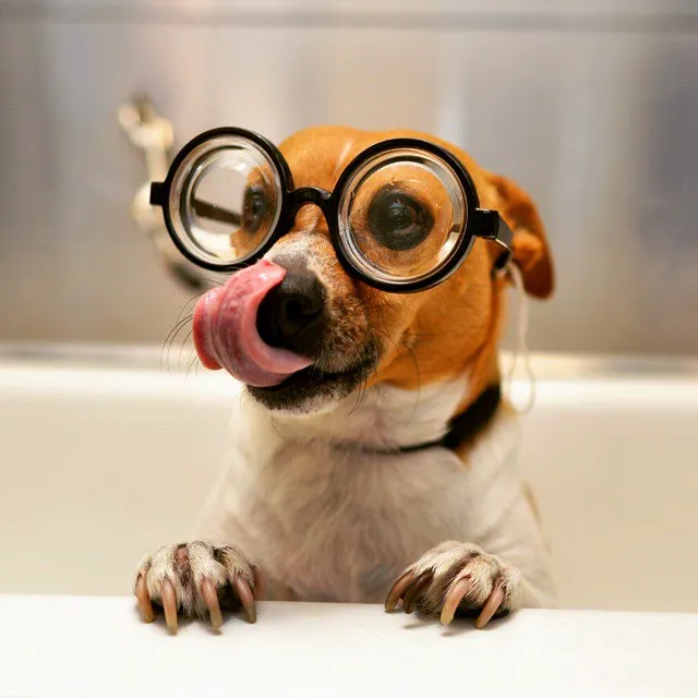 Concord Parkway Animal Hospital Picture 1