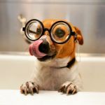 Concord Parkway Animal Hospital