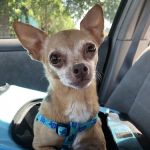 Banfield Pet Hospital