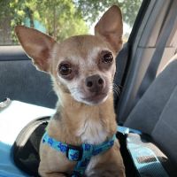 Banfield Pet Hospital ico