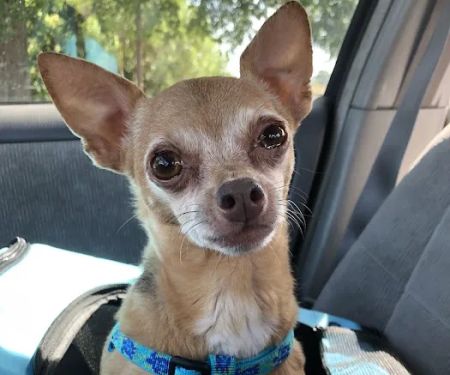 Banfield Pet Hospital