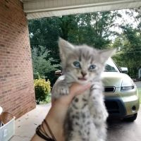 North Stanly Animal Clinic ico