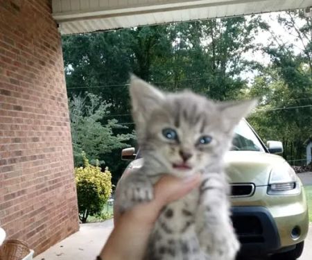 North Stanly Animal Clinic