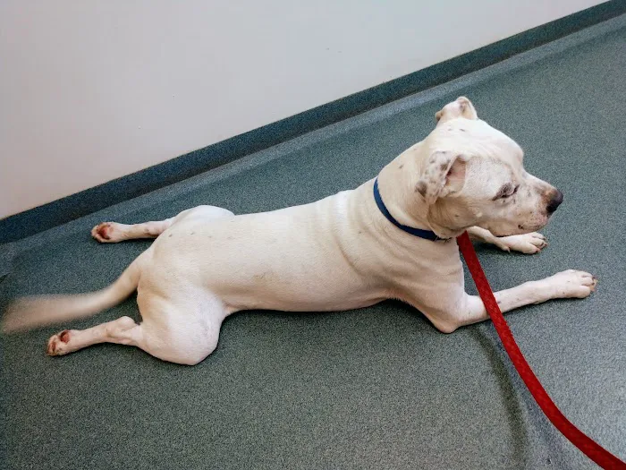 Asheboro Animal Hospital Picture 1