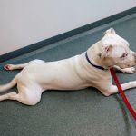 Asheboro Animal Hospital