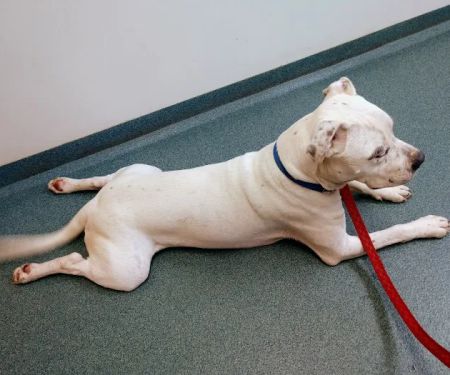 Asheboro Animal Hospital