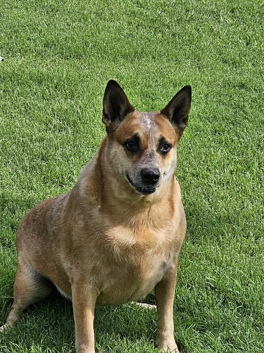 Asheboro Animal Hospital Picture 6