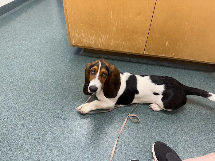 Asheboro Animal Hospital Picture 10