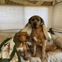 Animal Hospital Randolph ico