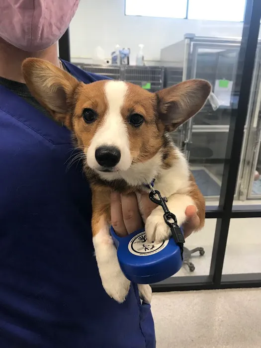 Animal Hospital Randolph Picture 4