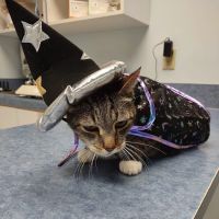 Blue Flint Animal Hospital ico