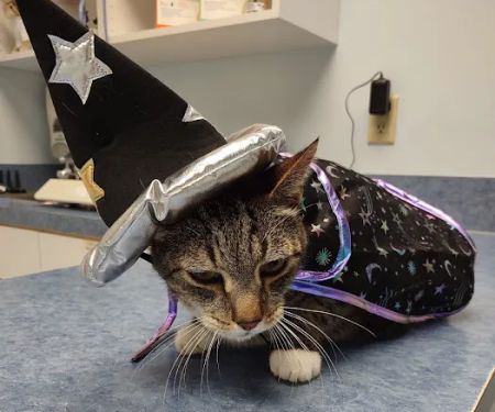 Blue Flint Animal Hospital