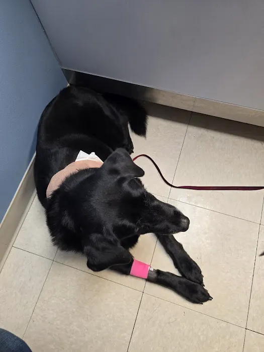 Blue Flint Animal Hospital Picture 9