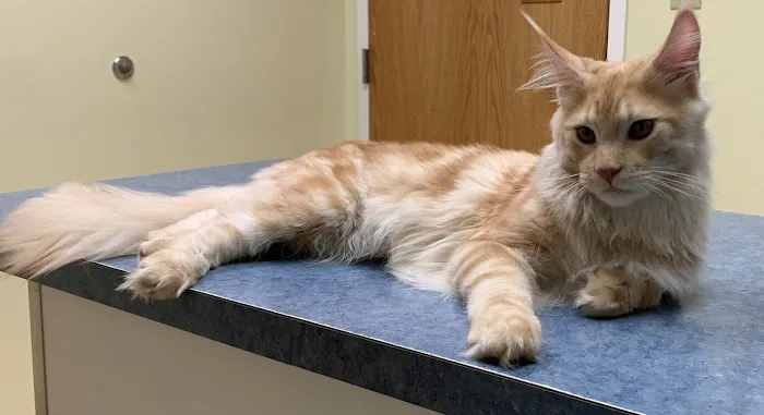 Blue Flint Animal Hospital Picture 10