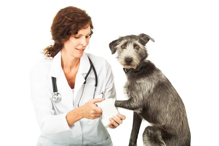 Seagrove Animal Hospital Picture 5