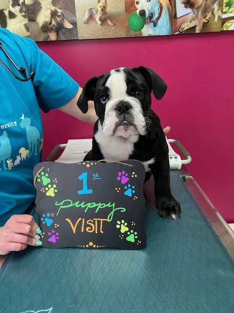 Mitchell Veterinary Hospital Picture 3