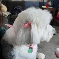 Stewart's Mountain View Animal Hospital ico