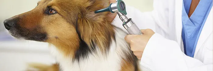 Stewart's Mountain View Animal Hospital Picture 9