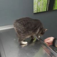 Elizabethton Veterinary Clinic: Phelps Lora L DVM ico