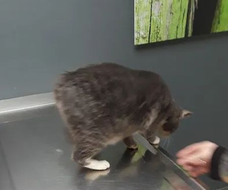 Elizabethton Veterinary Clinic: Phelps Lora L DVM