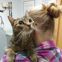 Elizabethton Veterinary Clinic ico