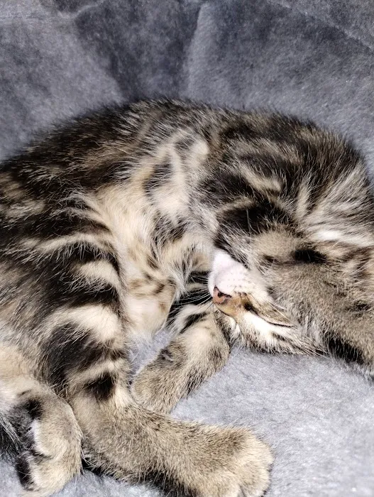 Elizabethton Veterinary Clinic Picture 8
