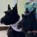Pinecrest Veterinary Clinic: Hinkle Josh DVM