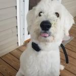 Pinecrest Veterinary Clinic