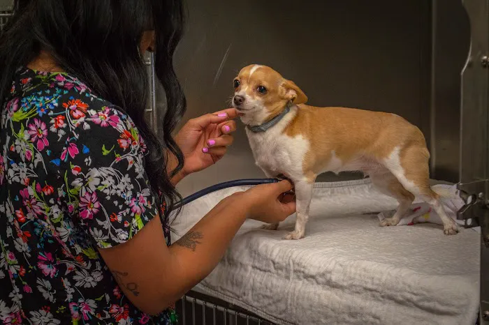 Pinecrest Veterinary Clinic Picture 9