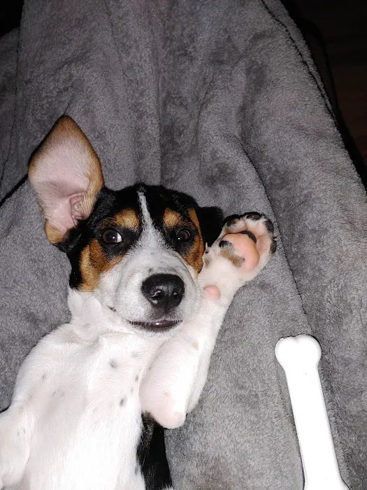 Unicoi Animal Hospital Picture 8