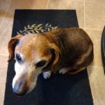 Unicoi Animal Hospital
