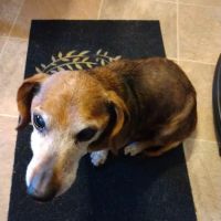 Unicoi Animal Hospital ico