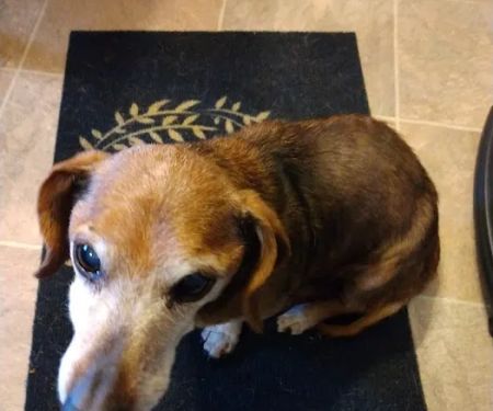Unicoi Animal Hospital