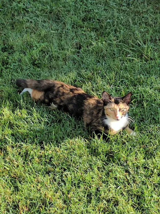 Unicoi Animal Hospital Picture 10