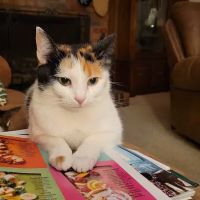 Cherokee Hospital for Animals ico