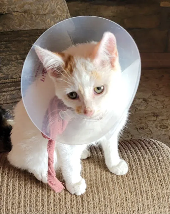 Robinson Animal Hospital Picture 4